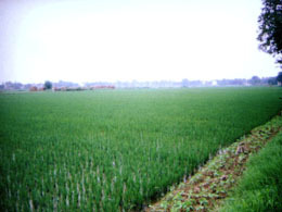 南京市马鞍街道大圣村大圣水芹5元/斤