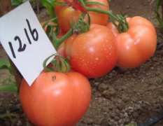 荷兰1216进口粉果西红柿种子