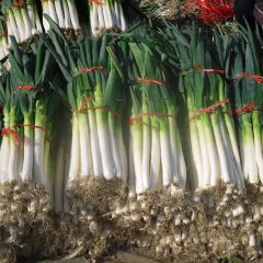 枣庄市界河镇长白大葱0.75-0.80元/斤