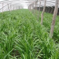 开封市庄头乡栗林村平韭6号韭菜0