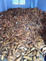 资兴冬笋获得丰收 本人常年代办