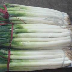 供应长白大葱