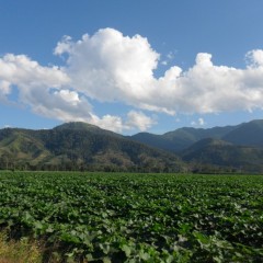 西双版纳傣族自治州橄榄坝金船南瓜2元/斤