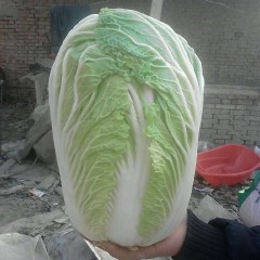 周口市吕潭乡十字路口青杂三号0.26元/斤