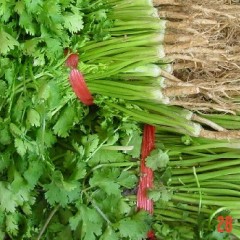 聊城市河店香菜2.3元/斤
