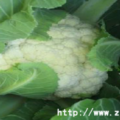 坝上蔬菜张北县花椰菜