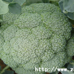 张家口市张北西兰花西兰花0.2元/斤