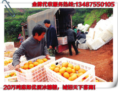 怀化市水果市场冰糖橙0.5元/斤