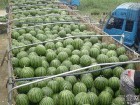 巴彦淖尔市黑柳子乡西农8号，9号0.35元/斤