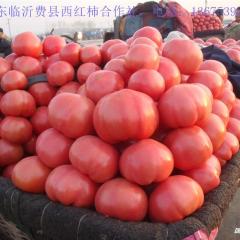 山东临沂费县万亩西红柿基地