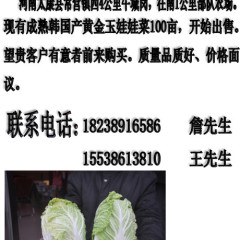 周口市常营镇西4公里农场娃娃菜2元/斤