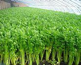 聊城市西环皇妃芹菜0.9元/斤