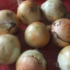 鱼台黄皮洋葱上市，寻求库存黄皮洋葱收购商