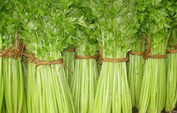 聊城市刘庄市场美国西芹0.9元/斤