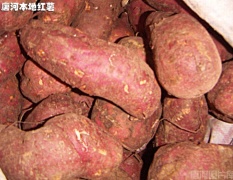 南阳市桐寨铺镇商薯19红薯0.6元/斤