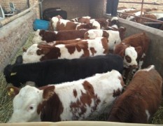 山西养殖场出售肉牛犊-小牛犊-小黄牛-小公牛