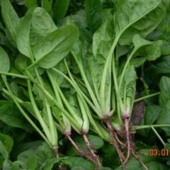 聊城市许营大棚菠菜0.6元/斤