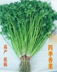 潍坊市王家庄镇香菜1.2-1.5元/斤