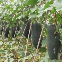 南宁市昆仑镇农业服务中心二楼子弹头黑皮冬瓜0.5元/斤