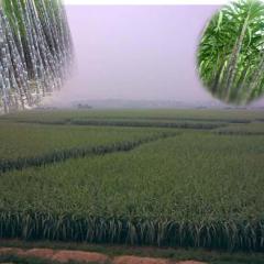 南宁市昆仑镇农业服务中心二楼黑皮甘蔗0.5元/斤