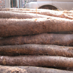 南宁市昆仑镇农业服务中心二楼淮山3.5元/斤