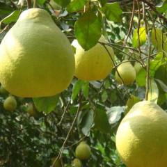 南宁市昆仑镇农业服务中心二楼沙田柚3.5元/斤