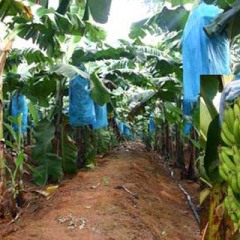 南宁市昆仑镇农业服务中心二楼威廉斯1.1元/斤