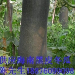 儋州市园地路122-1号海南黑皮冬瓜0.4元/斤