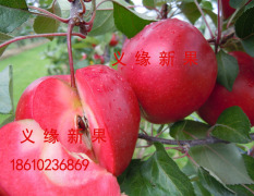 营口市沙岗子红肉苹果100元/株
