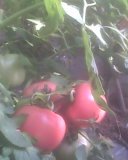 沈阳市辽中县厚皮粉果西红柿产地