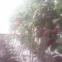 德州市王祖涛：生菜