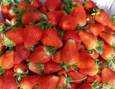徐州草莓供应、供应大量甜查理草莓