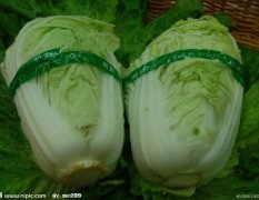 潍坊市围子镇胶州大白菜0.47元/斤