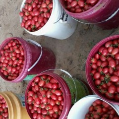 陵水县光破镇武山村圣女果5元/斤