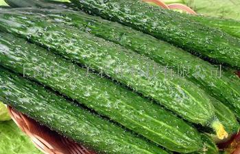 聊城市嘉明开发区中农106黄瓜1.6元/斤