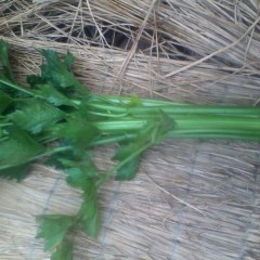 滨州市美国西芹1.2元/斤