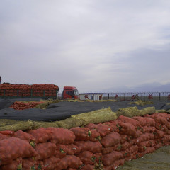 酒泉市上坝镇黄皮洋葱1.3元/斤