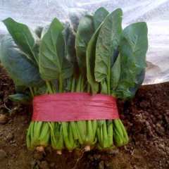 泰安市良庄北宋批发市场绿波菠菜2.1-2.2元/斤