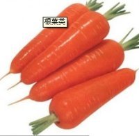 潍坊市 赵戈镇东泉蔬菜协会胡萝卜0.6元/斤