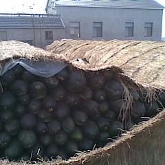 盐城市方强镇圩中村子弹头黑皮冬瓜1.8元/斤