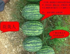 南宁市城市碧园花美人1.5元/株