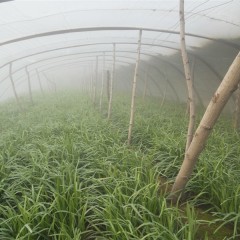 运城市王范乡姚张雪韭 环韭 0.45-0.6