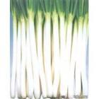 潍坊市赵戈镇钢葱0.75-0.9元/斤