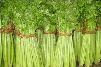 潍坊市赵戈镇美国西芹0.85.-0.95元/斤