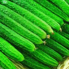 潍坊市赵戈镇黄瓜0.45元/斤