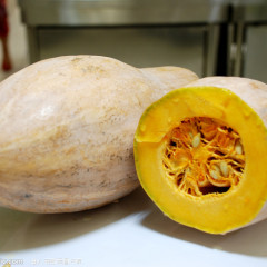 许昌市老城镇蜜本南瓜0.55元/斤