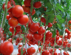 山东临沂汤头地区大量供应优质西红柿