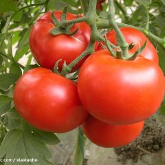 临沂市葛沟镇1.5元/斤