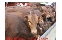 济宁市畜牧开发区改良肉牛 1600元/头
