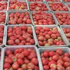 潍坊市乔官镇毛粉1.8元/斤